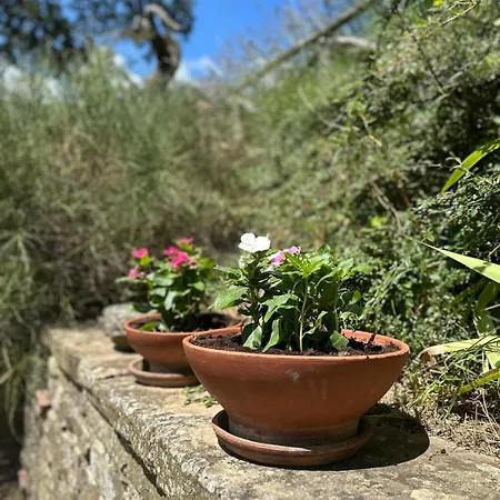 I Poggi Di Belvedere - Depandance Semesterbostad Cerbaiolo